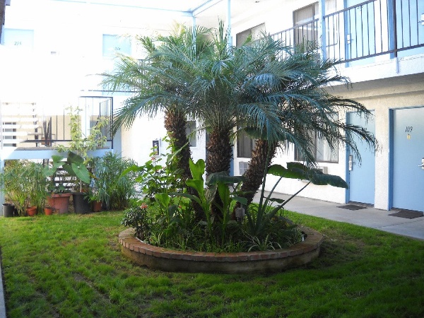 Palms Courtyard Inn image 3